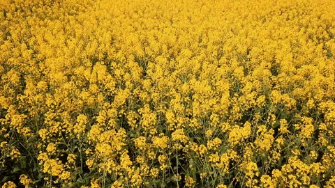 Low level flight over blooming rapeseed field Stock Footage 87622161