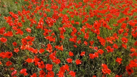 Low level flight over blooming poppy field Stock Footage 101053609