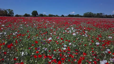 Low level flight over blooming poppy field Stock Footage 165892885