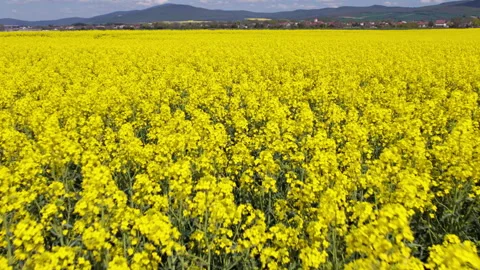 Low level flight over blooming rapeseed field Stock Footage 240224539
