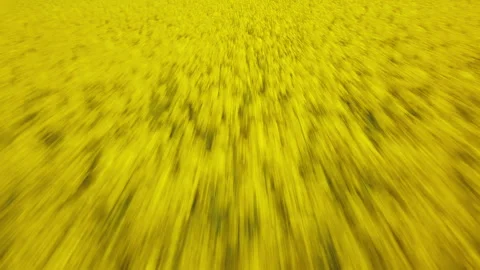 Low level flight over blooming rapeseed field Stock Footage 240937388
