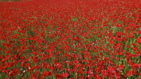 Low level flight over of blooming poppy field 스톡 동영상 265876575