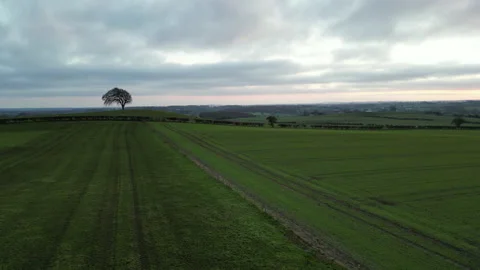Low level flight over fields, hedge rows and sheep forwards - Rippon - Yorks Video stock 229411252