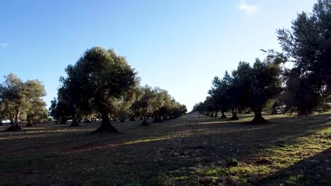 Low-level flight over an olive grove in Spain Video stock 313273000