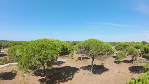 Low level flight over pine trees 库存影片 160119205