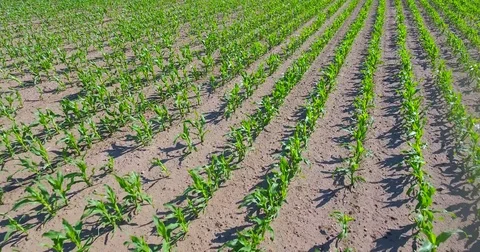 Low level flight over rows of young corn Stock Footage 77157342
