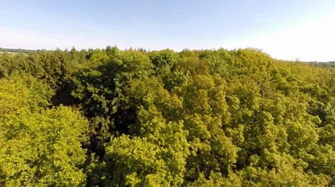 Low level flight over the tree tops of a forest Stock Footage 39804803