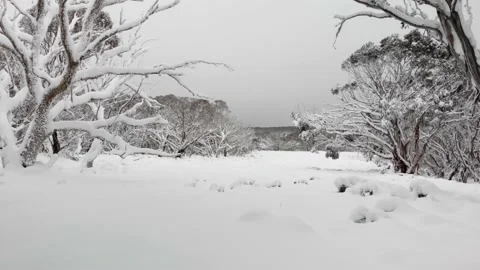 Low Level Flight Through Snowy Gumtrees to Open Plain 4K Aerial Stock Footage 136719092