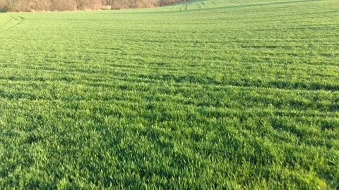 Low level flight video above spring wheat field towards tree lane Stock Footage 127019339