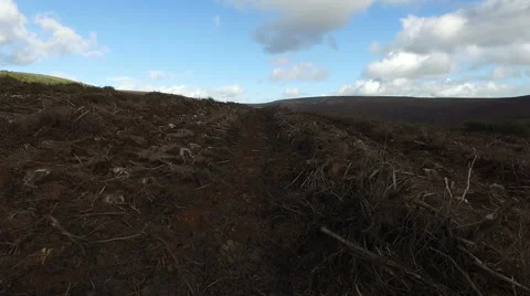 Low Level flyby over a deforested area Stock Footage 68841828
