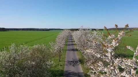 Low level flying above a small road under a blossom Cherry tree avenue 库存影片 334816936