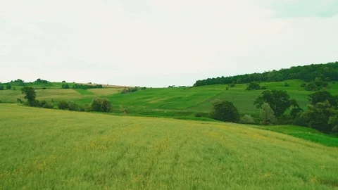Low-level flying drone through the filed. Aerial Green Field. 4K. Stock Footage 111070040