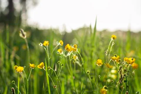 Low level point of view in a yellow blooming buttercup flower meadow Stock Photos