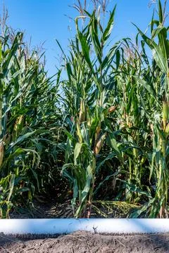 Low level selective focus image of furrow irrigation in a corn field Stock Photos