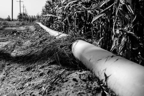 Low level selective focus image of furrow irrigation in a corn field Stock Photos