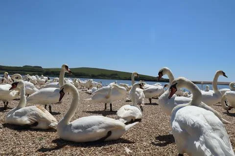 Low level shot of mute swans waiting for feeding time on the gravel at Abbots Stock Photos