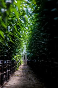 Low level shot of small green plants in greenhouse Foto stock