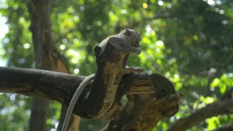 A low level shot of a small macaque sitting on a tree branch Stock Footage 88488583