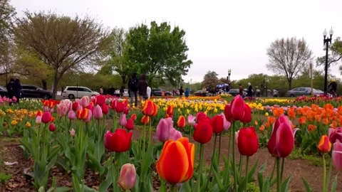 Low-level slow-mo skim along beds of tulips of pink, red, gold, camera ascends Видео 295889068