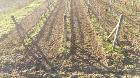 Low level spring flight above freshly cultivated narrow vineyard. Stock Footage 128341391