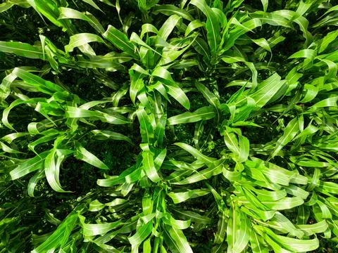 Low level top down aerial view of a crop of maize plants in rural England Stock Photos