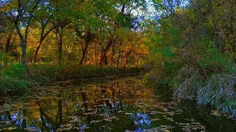 Low-level tracking shot skimming reflective stream with lots of autumn leaves Vídeo Stock 143049053