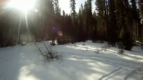 Low level tree fly by Stock Footage 11684624