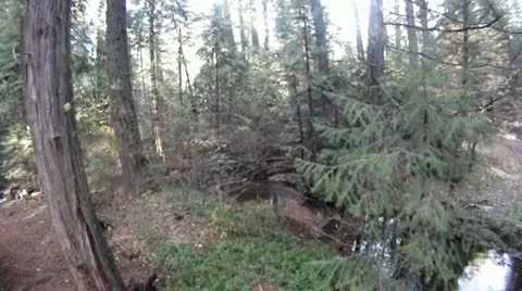 Low level tree fly through Stock Footage 11684568