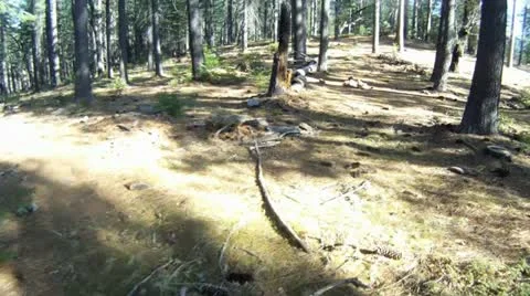 Low level tree fly through Stock Footage 11684648