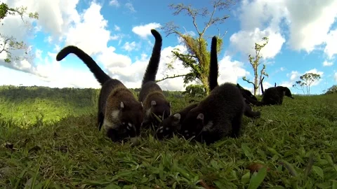 Low Level of White-nosed Coati Troop Coatis Foraging Digging on Ground in Grass Stock Footage 134055060