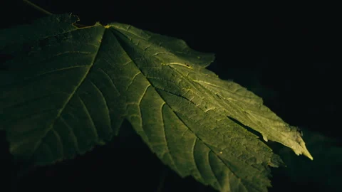 Low Light Close-Up of Textured Leaf in Dark Norwegian Forest Stock Footage 340880838