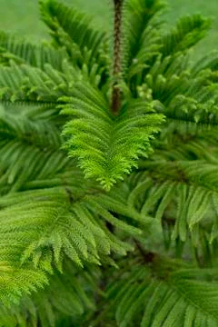 Low light green leaf at sunny background. Stock Photos