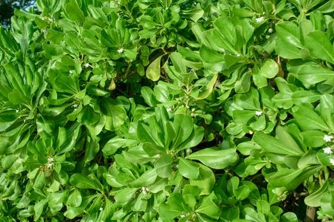 Low light image, green leaf at afternoon. Stock Photos