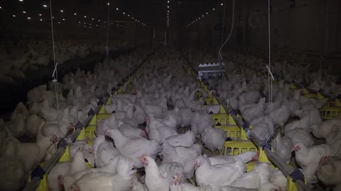 Low light at the poultry farm. Poultry farm with chicken Video stock 125903789