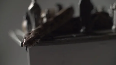 Low light shot of big snake on old chess board Stock Footage 101866224