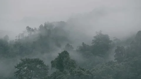 Low lying cloud over evergreen forest nature Stock Footage 141184626