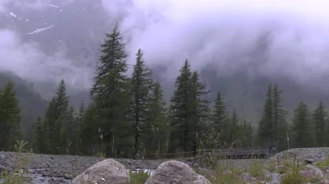 Low-Lying Clouds Behind Alpine Trees 動画素材 41597749