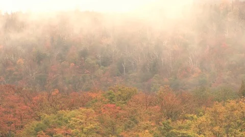 Low lying clouds over tree tops Stock Footage 74081638