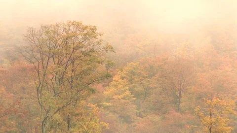 Low lying clouds over tree tops Video stock 74081640