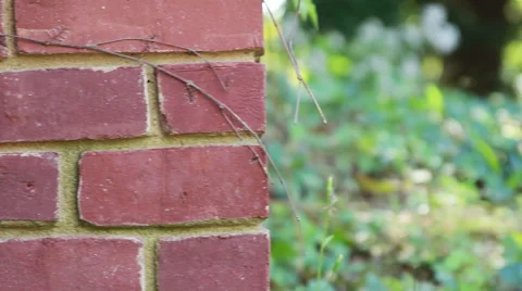 Low-lying Shrubs Stock Footage 40805032