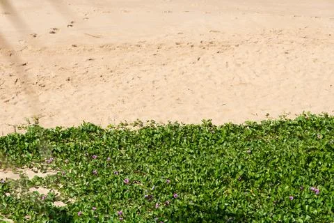 Low-lying vegetation on the beach sand Foto stock
