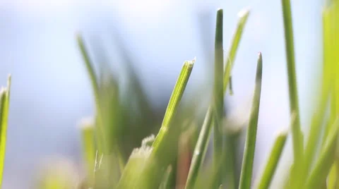 Low macro view of grass as it moves in the wind Stock Footage 49727681