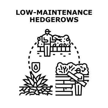 Low maintenance hedgerows creating sustainable garden landscape Ilustración de archivo