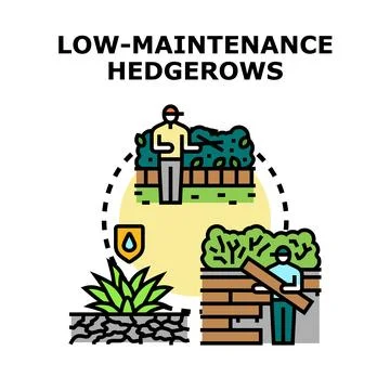 Low maintenance hedgerows creating sustainable garden landscape Stock Illustration
