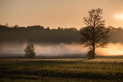 Low mist rising between trees Stock-Fotos