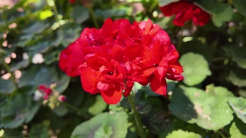 Low Motion Detail Of Blooming Red Geraniums Stock-Footage 336280163
