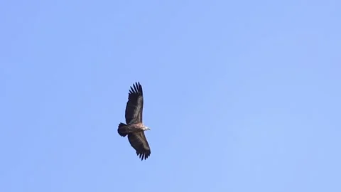 Low Motion: Endangered Griffon Vulture Soaring and Turning in Flight, Cyprus Stock-Footage 332925167