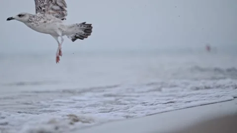 Low-motion shot of a seagull flying along the coast, highlighting the beauty of Stock Footage 297901773