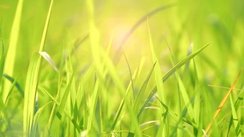 Low motion wind blown blades grass in Meadow on light sun morning.  库存影片 86923499