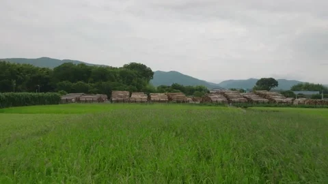 Low move over green grass toward stacks of cut logs at outdoor timber yard Stock Footage 204962799